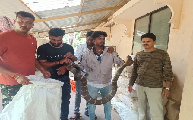 Expert Captures 10-Foot King Cobra in Yallapur - News Karnataka