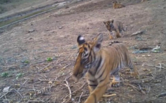 Sariska Tiger Population Hits 40, Bureaucrat Celebrates with Cub's Photo - News Karnataka