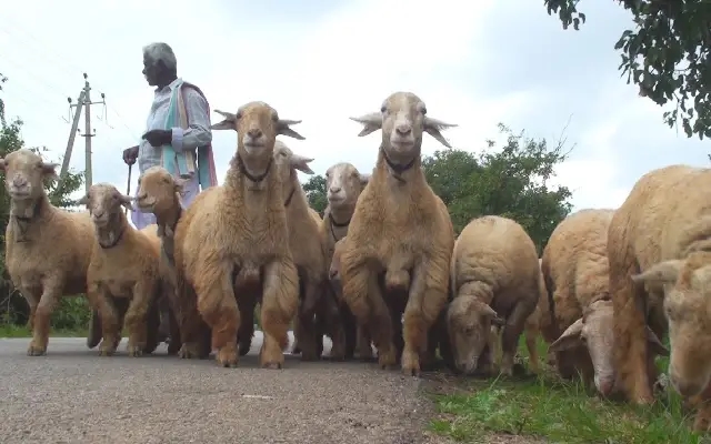 Preserving the Unique Heritage: The Bandur Sheep of Malavalli Taluk - News Karnataka