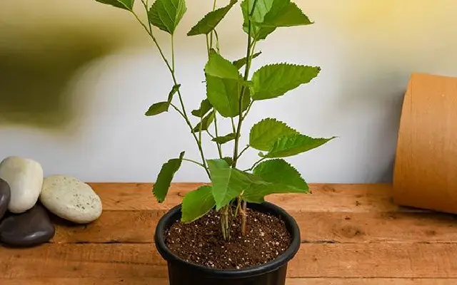 Puttur Swimmers Gifted Mulberry Saplings in Eco-Friendly Initiative - News Karnataka