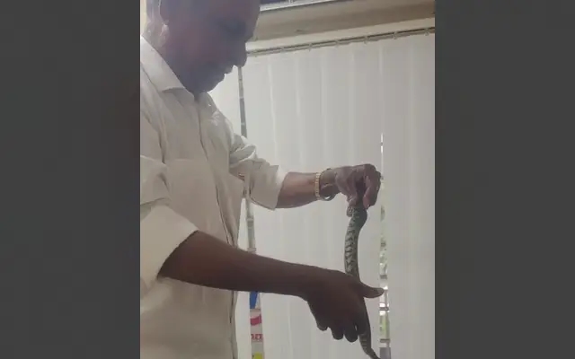 Mangaluru: Baby Python Rescued from Air Conditioner at Union Bank - News Karnataka