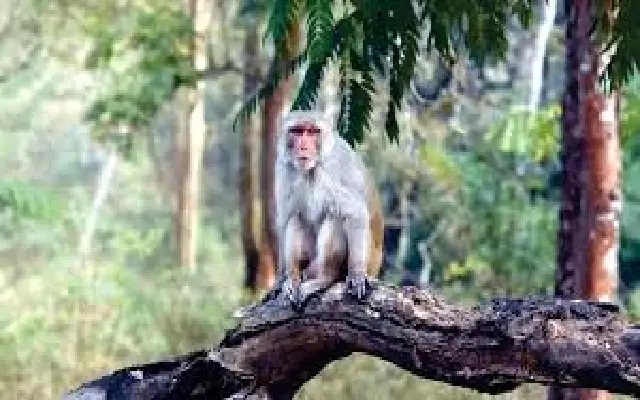 Rare Rhesus Monkey Spotted in Mysuru for the First Time - News Karnataka