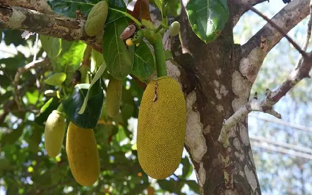 Senior Citizen Dies After Accidental Jackfruit Fall in Mangaluru - News Karnataka