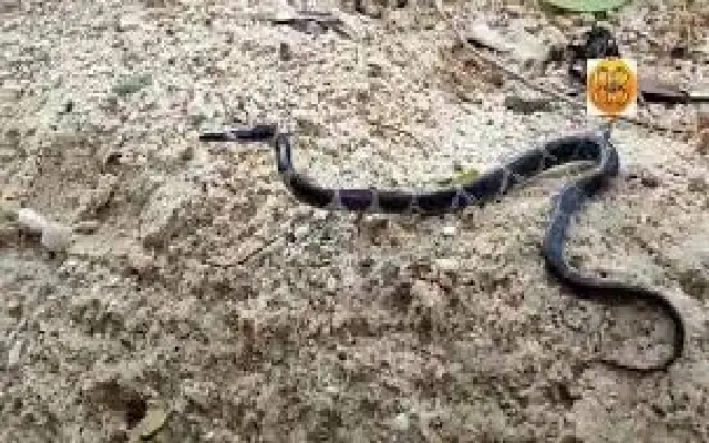 Snake Infestation Grips Belagavi District Amid Heavy Monsoon - News Karnataka