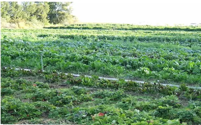 Organic Farming Fair in Kalaburagi to Promote Sustainable Agriculture - News Karnataka