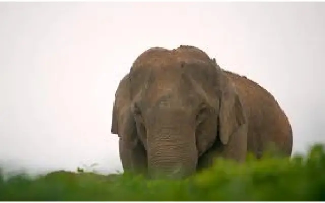 Three Foresters Injured in Elephant Chase Operation Near Siddapura - News Karnataka