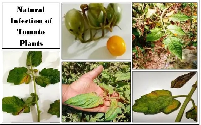 Tomato Farmers in Mysuru Suffer Losses as Wilt Disease Strikes - News Karnataka