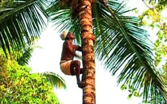 Tragic Accident: Man Dies After Falling from Areca Nut Tree in Kabbinakale - News Karnataka