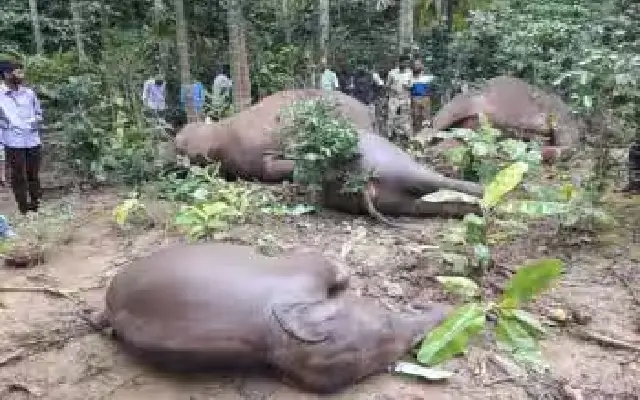 Tragic Deaths of Wild Elephants in Kodagu District - News Karnataka
