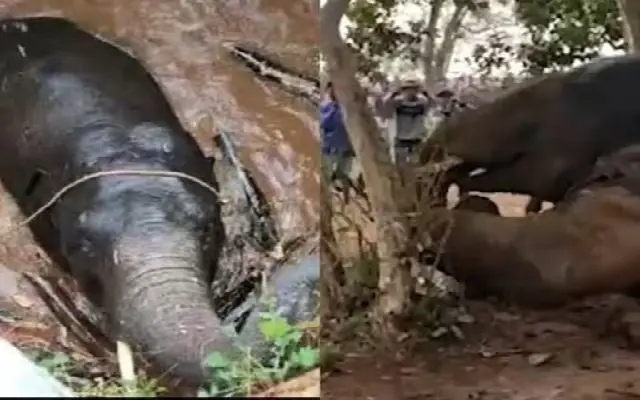 Tragic Incident in Madikeri: Wild Elephant Dies After Falling Into Well - News Karnataka