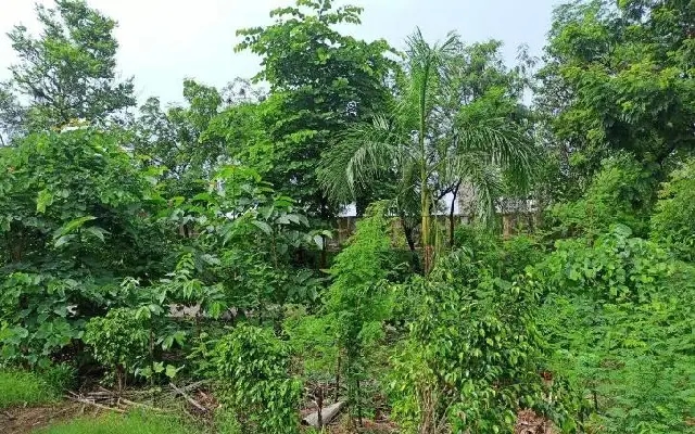 Udupi Launches Miyawaki Forest Project to Combat Urban Heat - News Karnataka