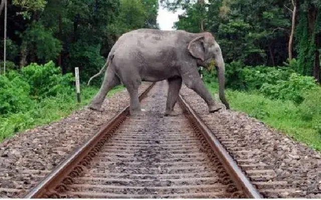 Wild Elephants Cause Havoc in Udupi District Plantations - News Karnataka
