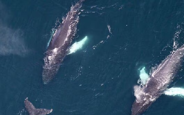 Giant Humpback Whale's Spectacular Breach Captured in Viral Video - News Karnataka