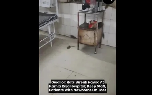 Video shows Rat Infestation Sparks Healthcare Concerns in Hospital - News Karnataka
