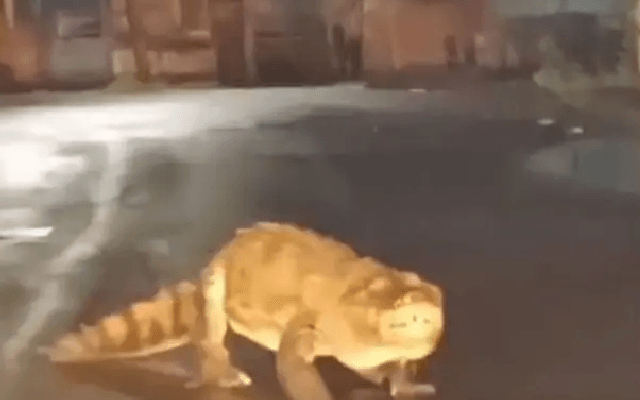 Watch: Crocodile Seen On Maharashtra Road After Heavy Rain - News Karnataka
