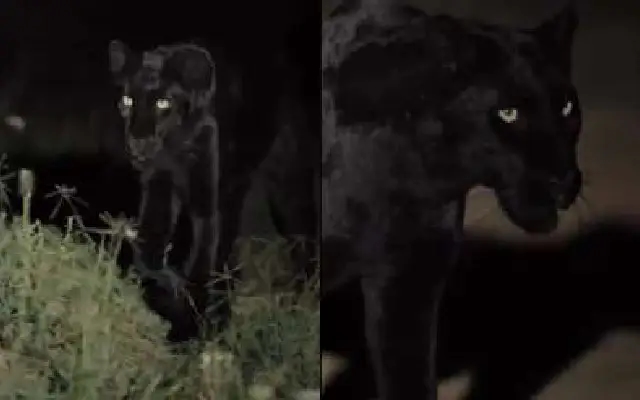 Viral Video Misidentification: Not a Leopard, But a Jaguar - News Karnataka