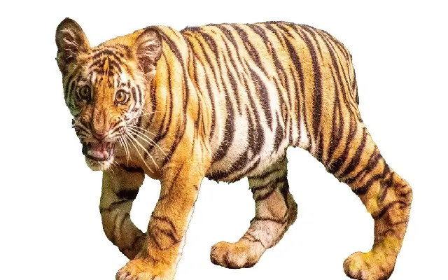 Rescue and Rehabilitation of Veeru: A Royal Bengal Tiger Cub's Journey - News Karnataka