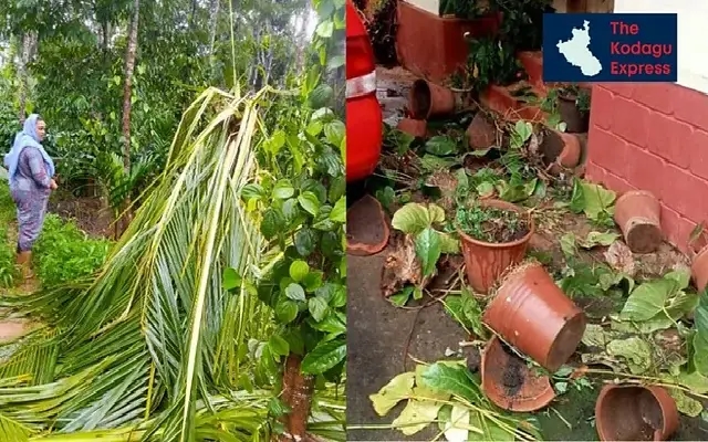 Elephant Attacks Disrupt Daily Life in Madikeri District Amid Heavy Rains - News Karnataka