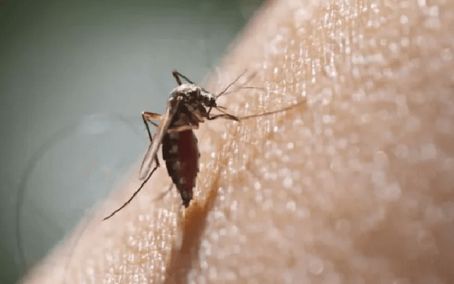 Dengue Prevention Tips: Essential Measures During Monsoon - News Karnataka