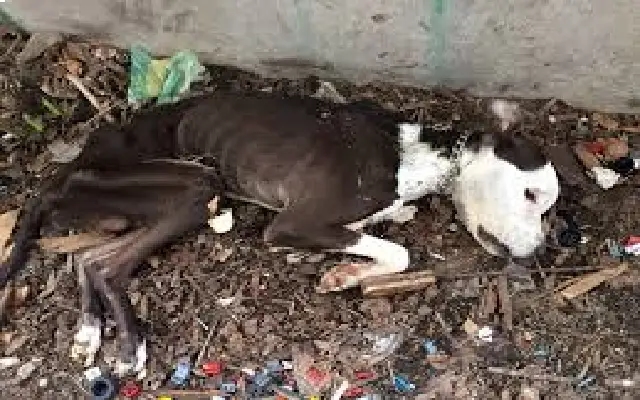 Suspected Leopard Attack in Adhyapady: Dog Found Dead with Severe Injuries - News Karnataka