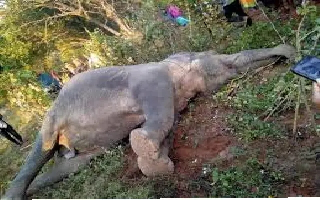 Elephant Deaths in Kodagu: A Call for Conservation - News Karnataka