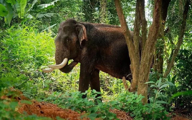 Nadpalu Village Begins to Face Elephant Menace Again - News Karnataka