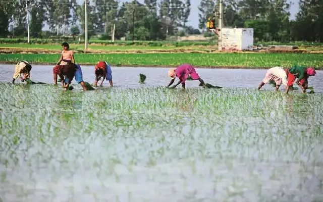Paddy Planting and Sediment Field Sports Event at Santhekatte - News Karnataka