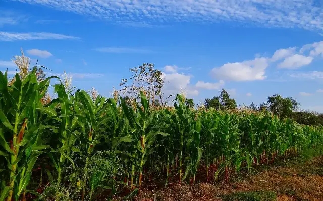 Farmer's Success Story: Hanumanth Meti's High-Yield Maize Cultivation - News Karnataka