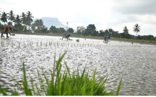 Krishi Uttejan Abhiyan 2024 Promotes Traditional Rice Planting in Karkala - News Karnataka