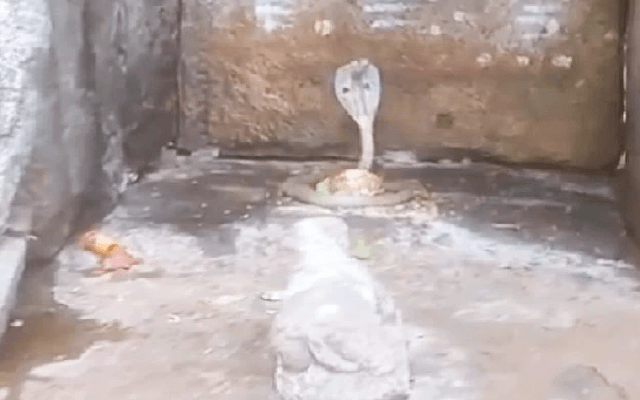 King Cobra Coils Around Shiva Lingam in Andhra Pradesh - News Karnataka