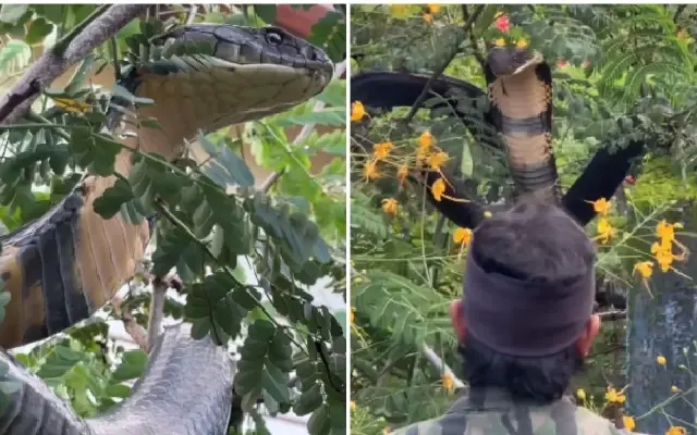 Chilling Footage of Massive 12-Foot King Cobra Rescued in Agumbe Forest; WATCH - News Karnataka