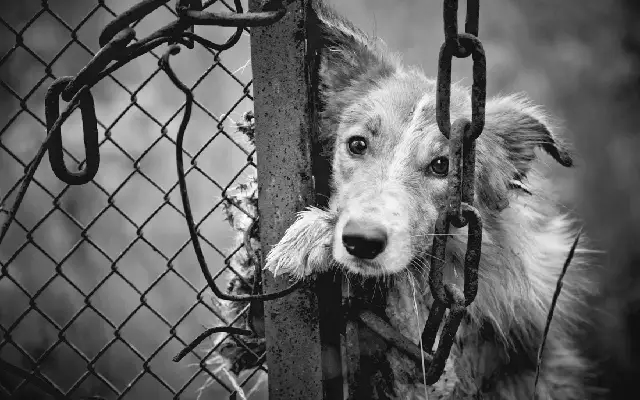 Outrage in Shirva Over Shocking Animal Cruelty Incident - News Karnataka