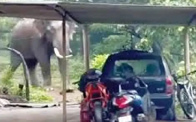 Elephant Attacks in Kodagu District Amidst Heavy Rains Raise Alarms - News Karnataka