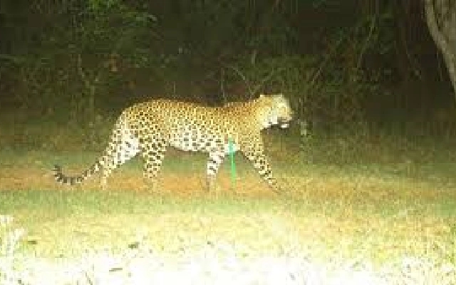 Leopard Sighting in Manipal Raises Alarm: Forest Department on High Alert - News Karnataka