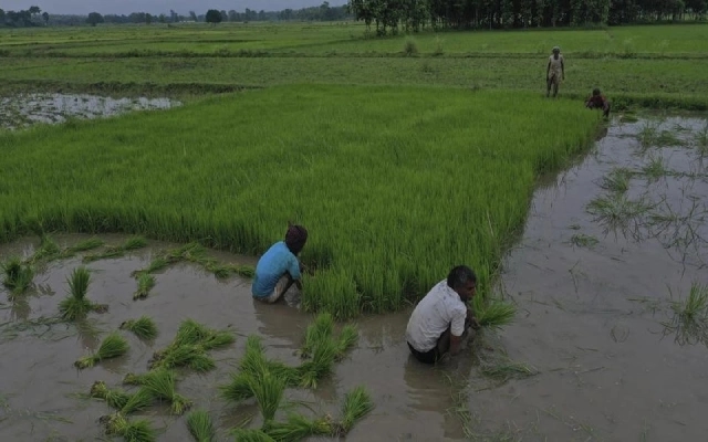 New Climate-Resilient Crop Varieties to be Launched by PM Modi - News Karnataka