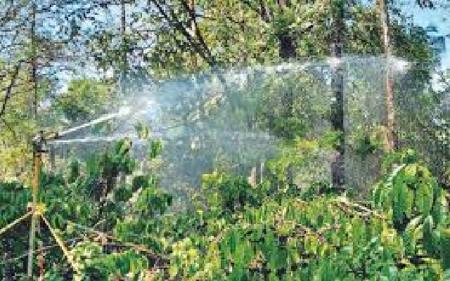 Coffee Grower Electrocutes in Gabgal Village Tragedy - News Karnataka