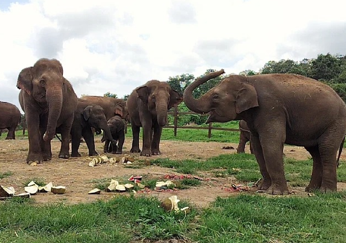 World Elephant Day Celebrated with Enthusiasm at Bannerghatta Biological Park - News Karnataka