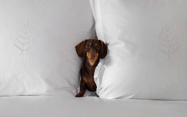 Pawfect Staycation at Four Seasons Hotel Bengaluru: Celebrate International Dog Day - News Karnataka