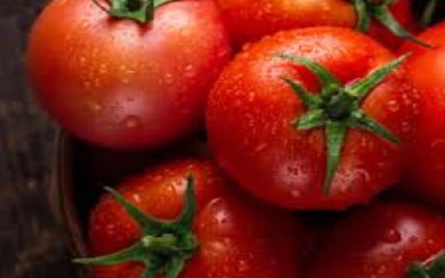 Koppal Farmers Adopt Kolar Model for Tomato Cultivation - News Karnataka