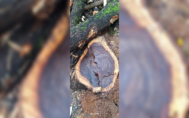 Protests Erupt Over Felling of Healthy Rain Tree in RR Nagar - News Karnataka