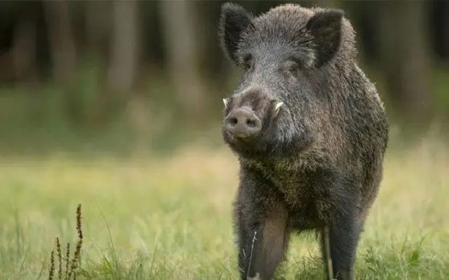 Wild Boar Attack in Puttur Leaves Young Man Seriously Injured - News Karnataka