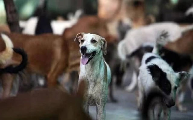 Haveri Reinstates Stray Dog Sterilisation Programme - News Karnataka