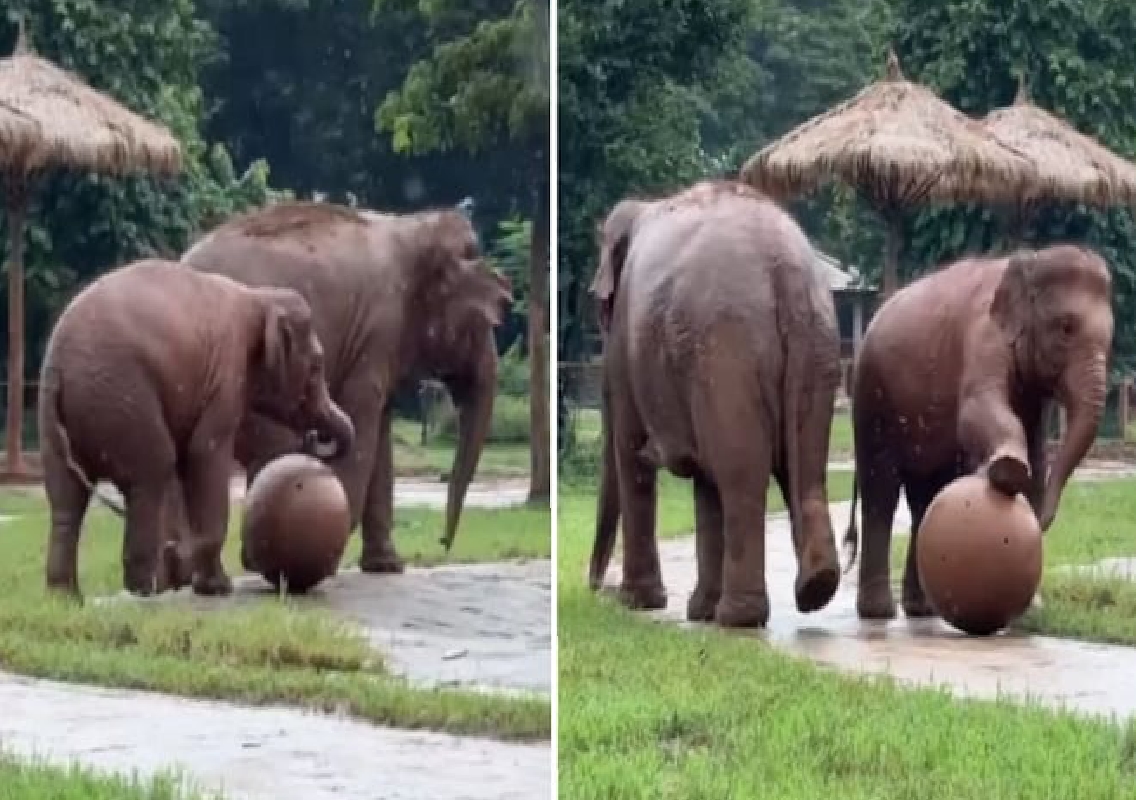 Baby Elephant's Heartwarming Football Attempt with Mom Delights Netizens - News Karnataka