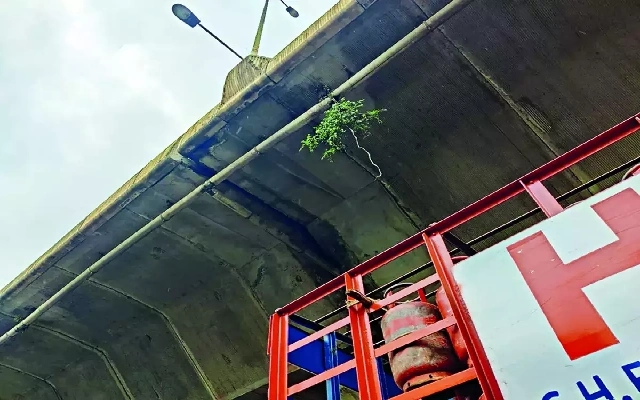 Negligence Leads to Overgrowth on Bengaluru Flyovers, Raising Safety Concerns - News Karnataka
