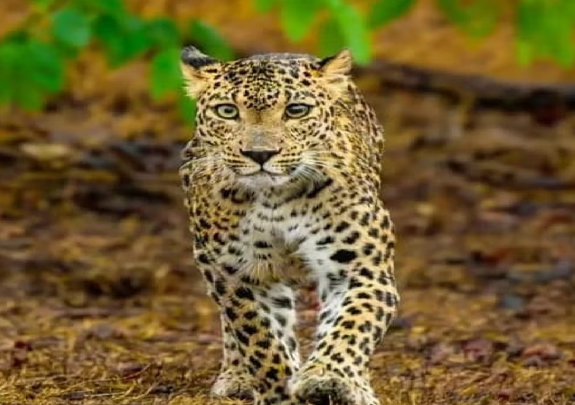 Magadi: Leopard Electrocuted in Farm, Farmer Surrenders - News Karnataka