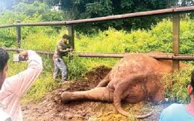Forest Department Rescues Wild Elephant Stuck in Railway Barricade in Gundlupet - News Karnataka