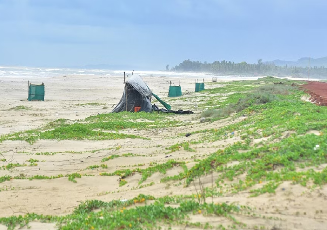 Google recognises Kasarkod Tonka as a turtle conservation site - News Karnataka