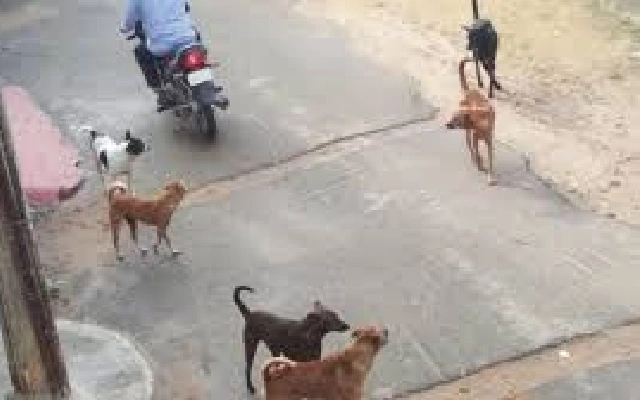 Stray Dog Menace in K.C. Layout: Public Safety Concerns Rise - News Karnataka