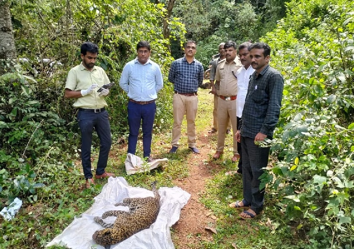 Leopard Dies After Accidentally Falling into Well in Hennur Village - News Karnataka