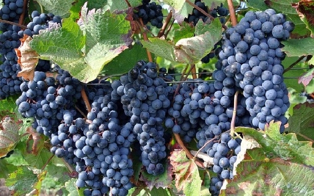 Bengaluru's Bangalore Blue Grapes in High Demand Amid Climate Challenges - News Karnataka